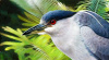 "Focused" black-crowned night-heron